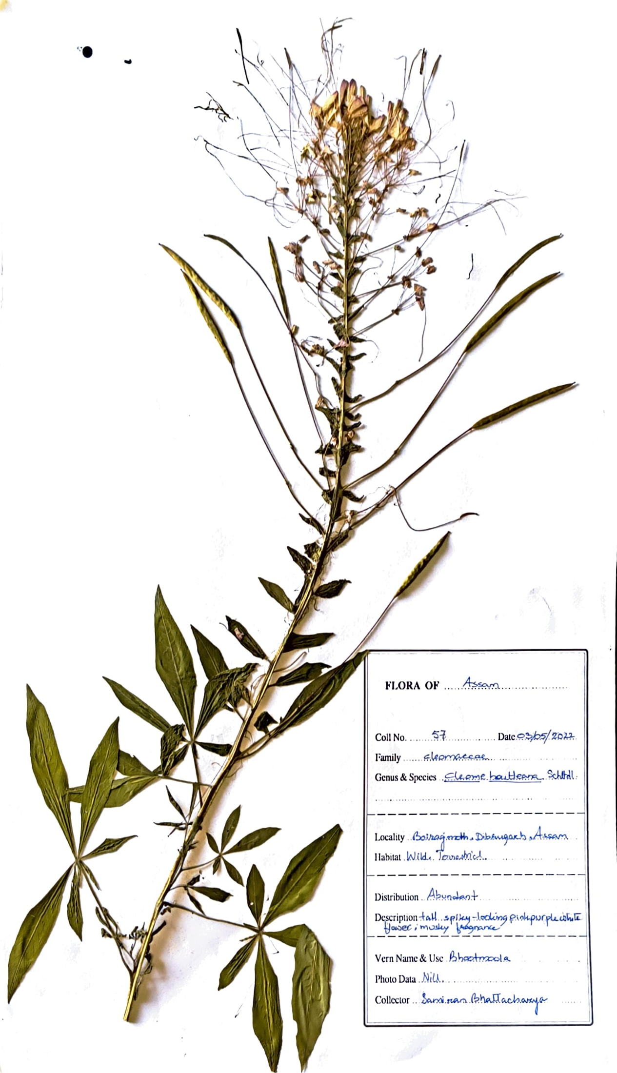 Siyalkatahiya (Ass.) (Herbarium)
